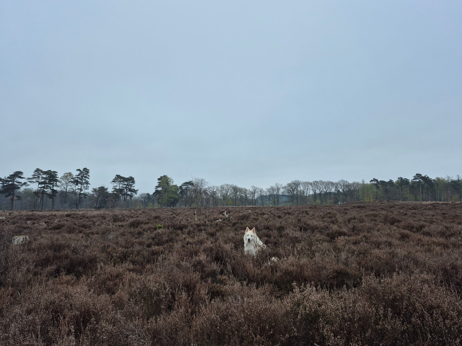 Profetisch schilderij